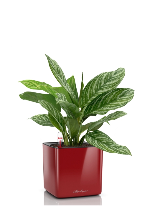 Аглаонема Страйп в CUBE GLOSSY 14, ярко-красный блестящий 