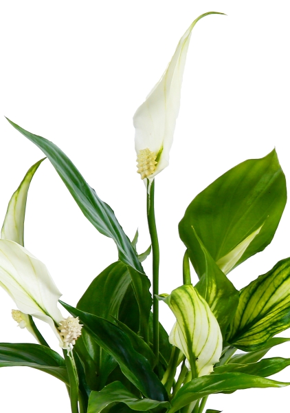 Спатифиллум 23/45 см