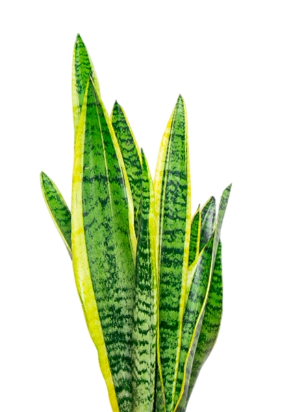 Сансевиерия Лауренти 14/45 см