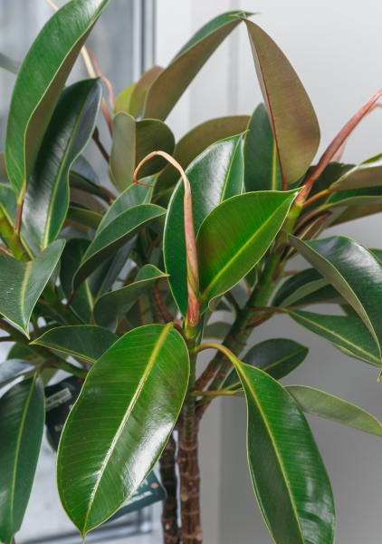 Фикус Эластика Мелани на стволе 21/90 см Фикус Эластика Мелани на стволе 21/90 см