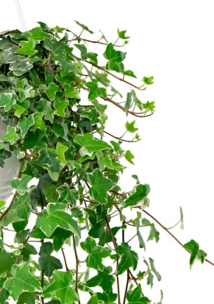 Плющ в CUBE COLOR 14