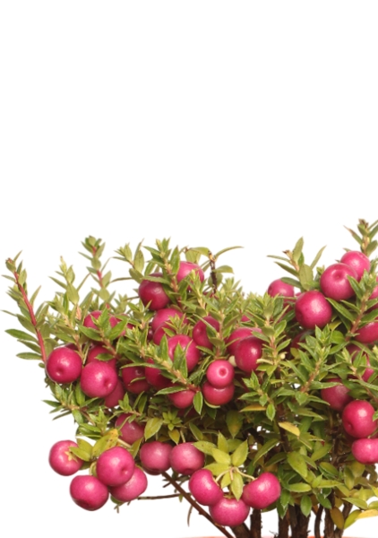 Гаультерия 14/30 см в CLASSICO COLOR 18