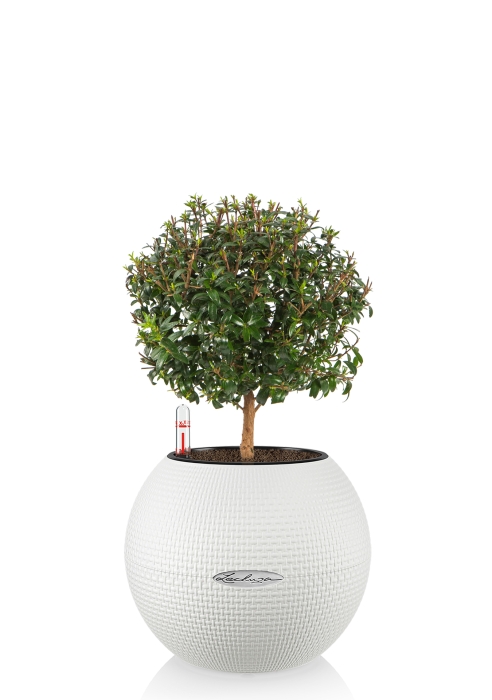 Мирт в PURO 20, белый