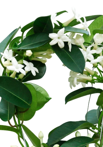 Стефанотис 12/30 см