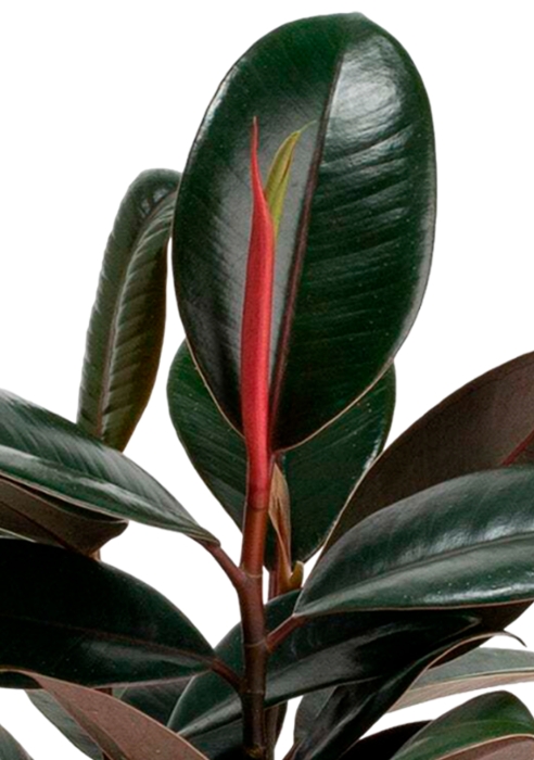 Фикус Эластика Бургунди CUBE GLOSSY 16