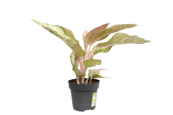 Аглаонема Шартрез Прити "Chartreuse Pretty" 12/30 см Аглаонема Шартрез Прити "Chartreuse Pretty" 12/30 см