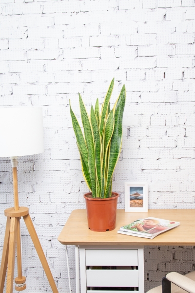 Сансевиерия Лауренти 19/70 см Сансевиерия Лауренти 19/70 см