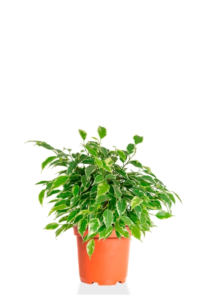 Фикус Бенджамина Кинки Пестрый 12/30 см МП