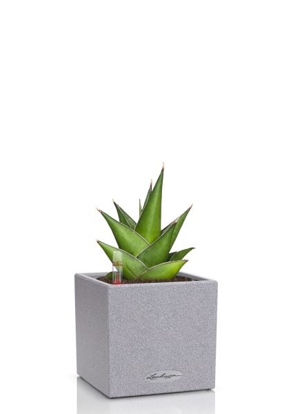 Сансевиерия Аббей Краун в CANTO STONE 14, серый камень 
