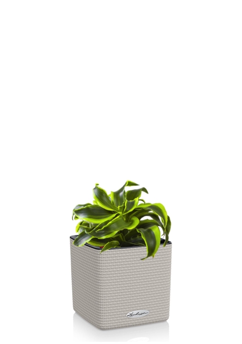 Драцена Торнадо в CUBE COLOR 14, песочно- коричневый