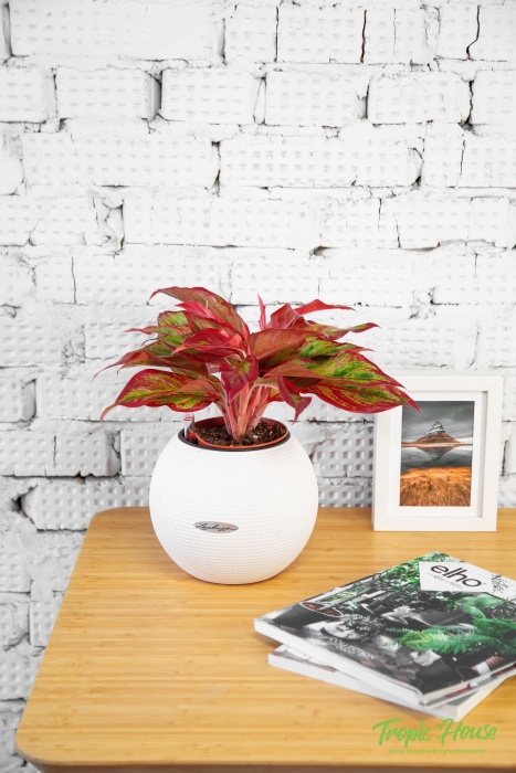 Аглаонема Крит в PURO 20