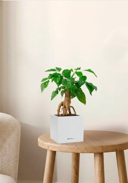 Радермахера бонсай 12/30 см в CANTO STONE 14