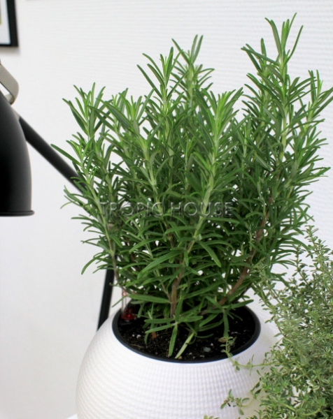 "Набор для кухни" Пряные травы в PURO 20