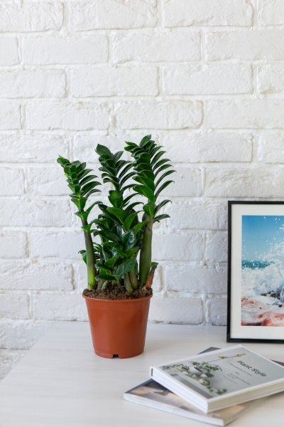 Замиокулькас Зензи 14/50 см