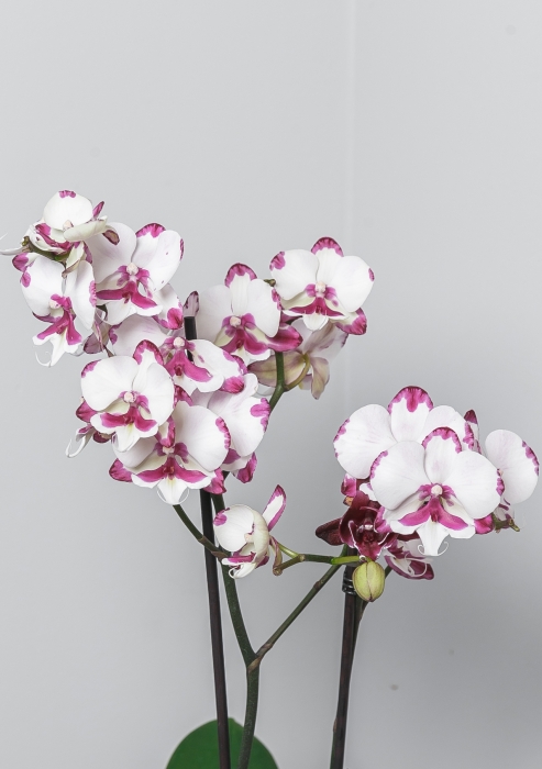 Орхидея Фаленопсис белая пятнистая 12/60 см