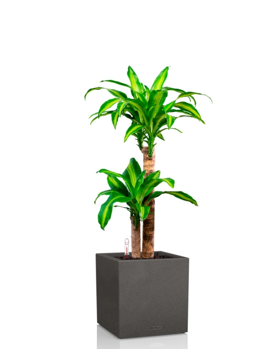Драцена Массанжеана 2 ствола 19/100 см в CANTO STONE LOW 30, графитовый черный