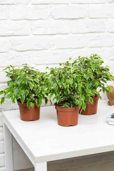 Фикус Бенджамина Кинки Пестрый 12/30 см Фикус Бенджамина Кинки Пестрый 12/30 см