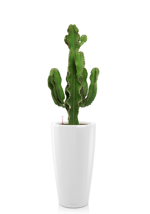 Кактус Канарский RONDO 32/110 см, белый блестящий
