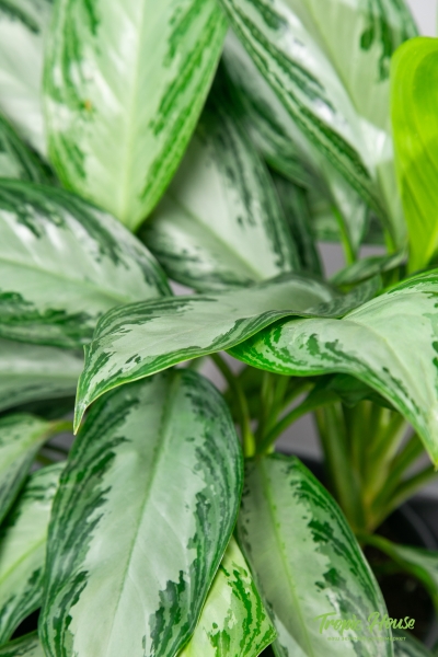 Аглаонема Сильвер Бей в CANTO STONE HIGH 30 Аглаонема Сильвер Бей в CANTO STONE HIGH 30