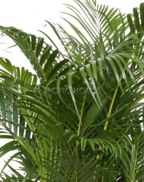 Хризалидокарпус Арека 27/180 см в LAMELA Finezja 40x40 Хризалидокарпус Арека 27/180 см в LAMELA Finezja 40x40