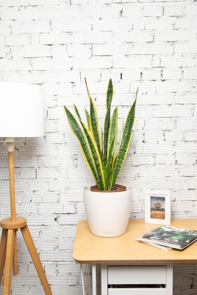 Сансевиерия Лауренти 21/70 см