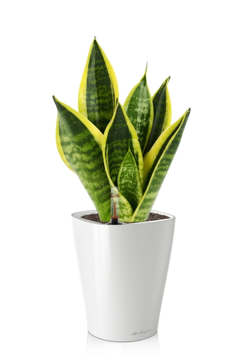 Сансевиерия Футура Суперба в DELTINI 14, белый блестящий