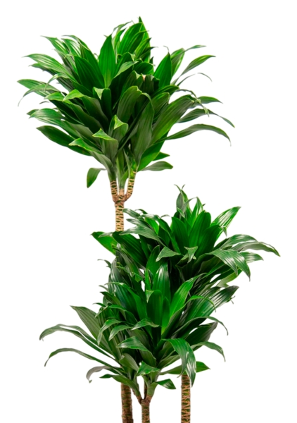 Драцена Компакта 3 ствола 21/100 см в CANTO STONE LOW 30 Драцена Компакта 3 ствола 21/100 см в CANTO STONE LOW 30