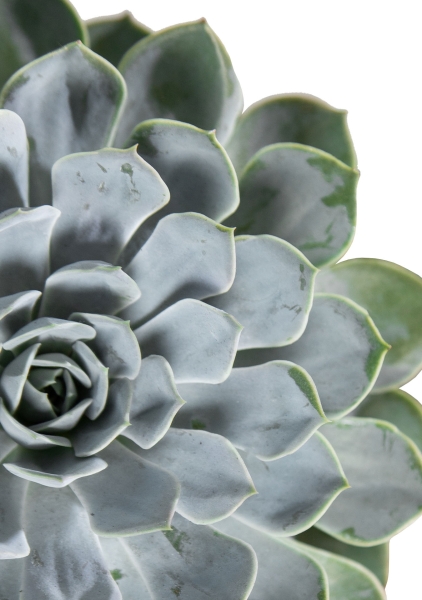 Эхеверия цветной микс 9/15 см Эхеверия цветной микс 9/15 см