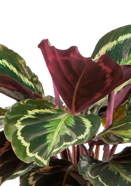 Калатея Медальон 14/50 см