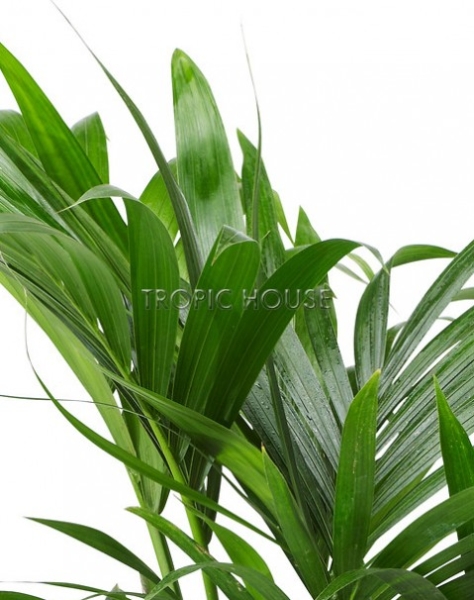 Ховея в CARARO 75