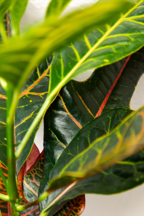 Кротон Экселент в CLASSICO COLOR 21