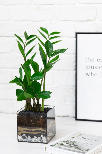 Флорариум с Замиокулькасом 45 см в кубе Флорариум с Замиокулькасом 45 см в кубе