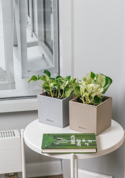 Набор Эпипремнумов Энджой в CUBE COLOR 14