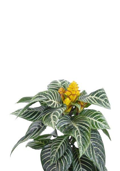 Афеляндра 12/25 см в PURO 20