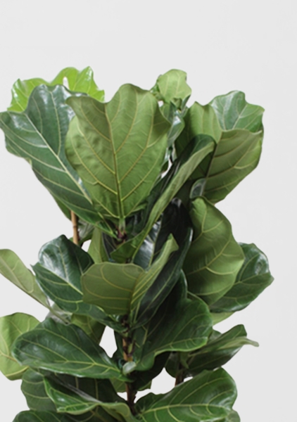 Фикус Лирата 3 ствола Эксклюзив 40/180 см в CUBICO 50