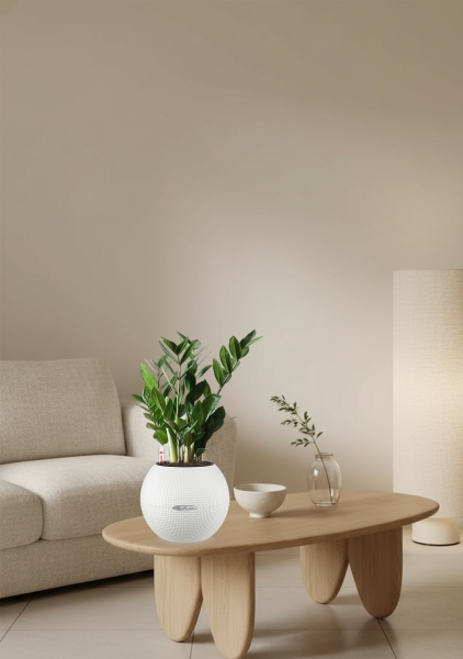 Замиокулькас 12/45 в PURO 20