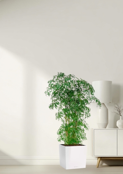 Полисциас Фрутикоза 27/140 см в CUBE 30 Полисциас Фрутикоза 27/140 см в CUBE 30