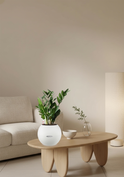 Замиокулькас 12/45 в PURO 20