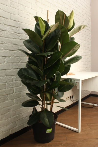 Фикус Эластика Робуста 3 ствола 35/160 см в CUBICO COLOR 40