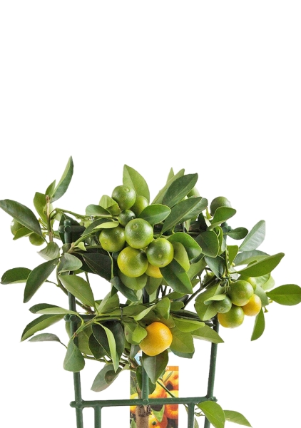 Цитрус Каламондин на решетке 15/45 см в CLASSICO COLOR 21