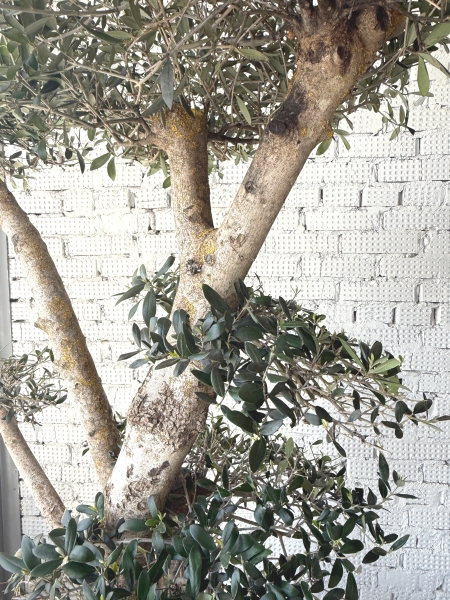 Олива бонсай 65/180 см