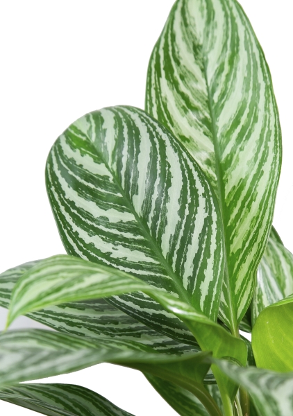 Аглаонема Страйп 17/60 см Аглаонема Страйп 17/60 см