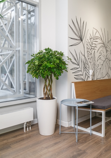 Шеффлера Голд Капелла цилиндр 27/120 см