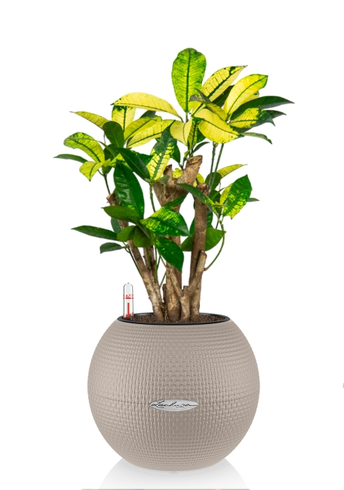 Кротон Миссис Айстон в PURO 20, песочно-коричневый