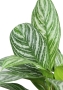 Аглаонема Страйп 17/60 см