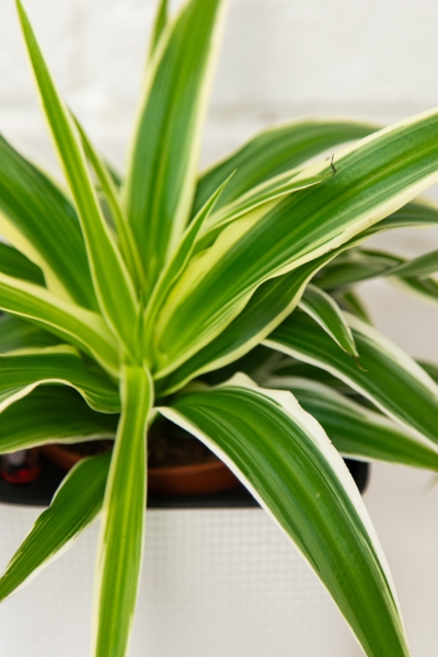 Хлорофитум Айриш 12/30 см в CANTO STONE 14