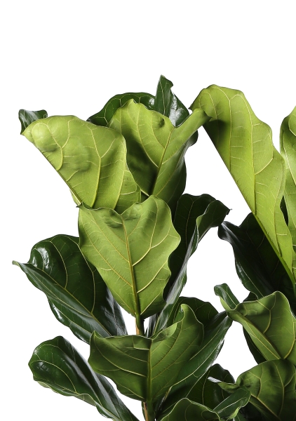 Фикус Лирата разветвленный 50/240 см Фикус Лирата разветвленный 50/240 см