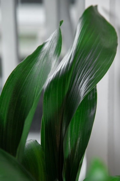 Аспидистра в RONDO 32 Аспидистра в RONDO 32