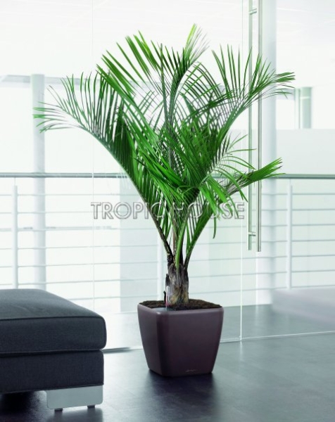 Финик Канарский 21/90 см