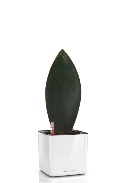 Сансевиерия Масониана Виктория CUBE GLOSSY 14/30 см Белый блестящий